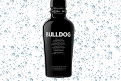 bulldog