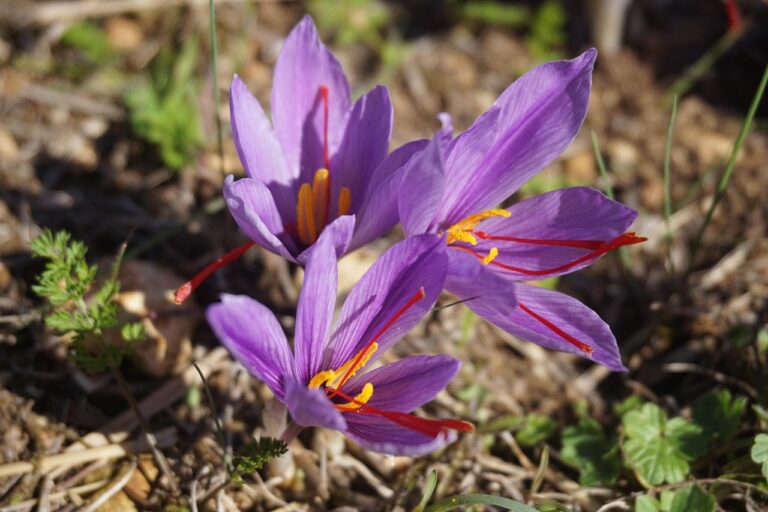 Bulbi di zafferano in vaso con fiori viola che sbocciano, simbolo di una coltivazione preziosa.
