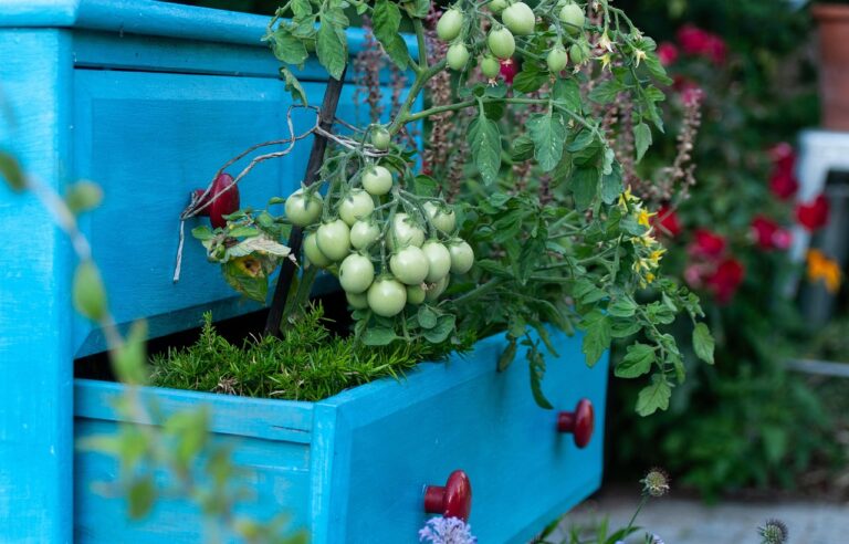 Balcone con piante di pomodoro in vaso, evidenziando un corretto posizionamento e cura.