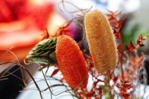 Luffa in crescita nel giardino, simile a una zucchina, pronta per essere raccolta come spugna naturale.