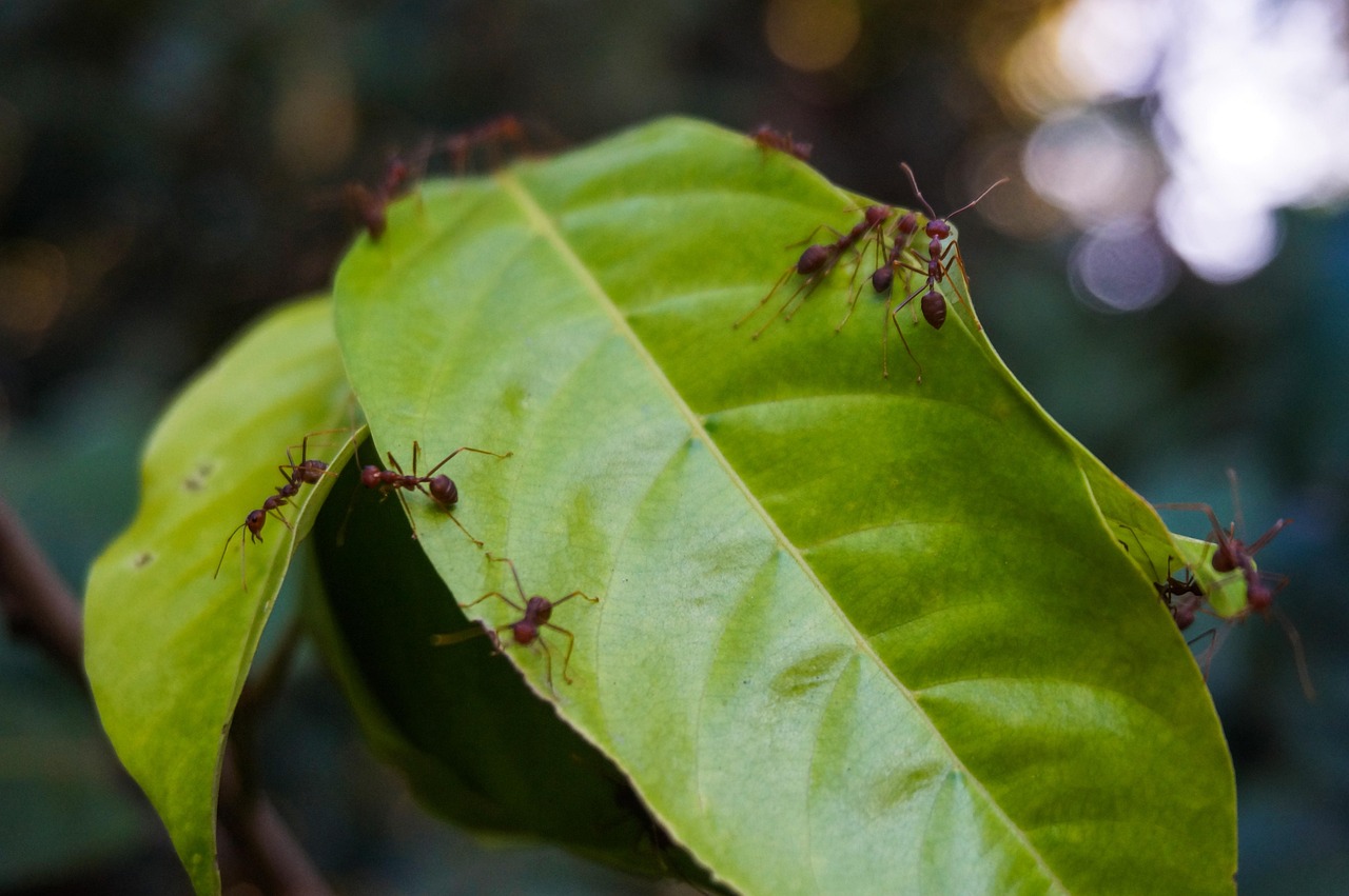 Insetto su una foglia verde, simbolo di infestazione da combattere con rimedi naturali.