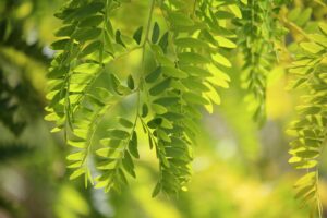 Albero di falso pepe con foglie verdi e frutti rossi, ideale per ombra e repellenza agli insetti.