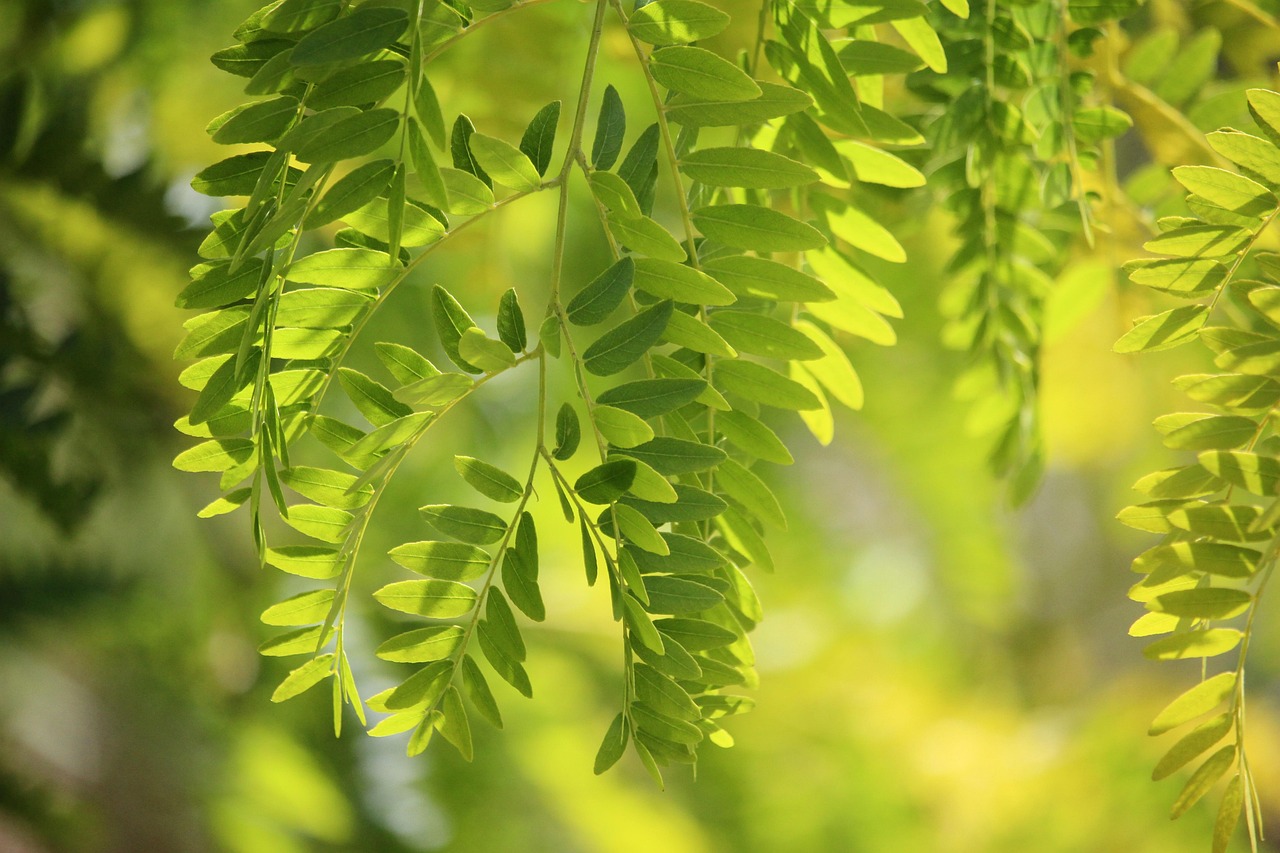 Albero di falso pepe con foglie verdi e frutti rossi, ideale per ombra e repellenza agli insetti.