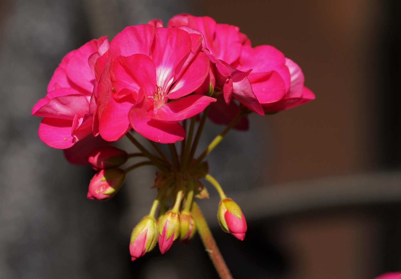 Geranio con foglie verdi e un chiodo arrugginito conficcato nel terreno per stimolarne la fioritura.