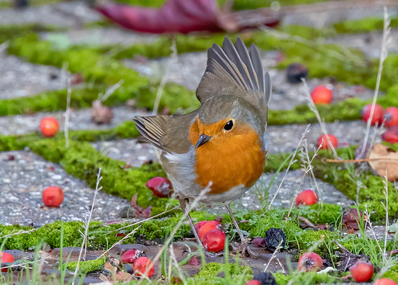 Pettirosso in giardino, simbolo della fauna minacciata dai pesticidi.