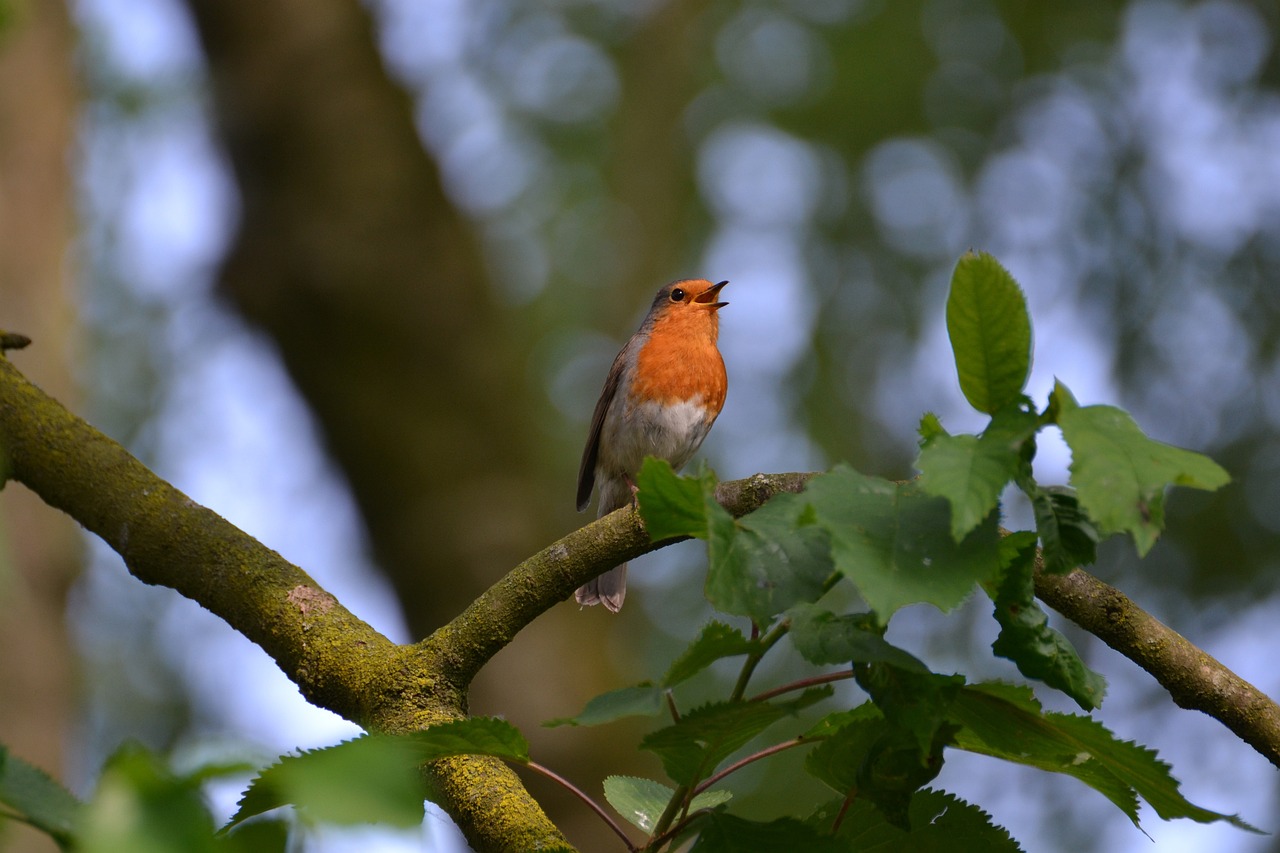Pettirosso con campanellino al collare di un gatto, simbolo di protezione per gli uccelli.